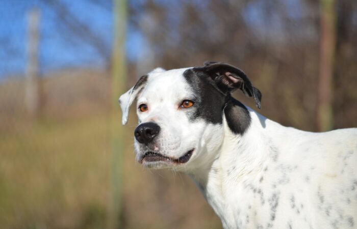 Chien_dans_les_rêves_:_une_vision_féminine